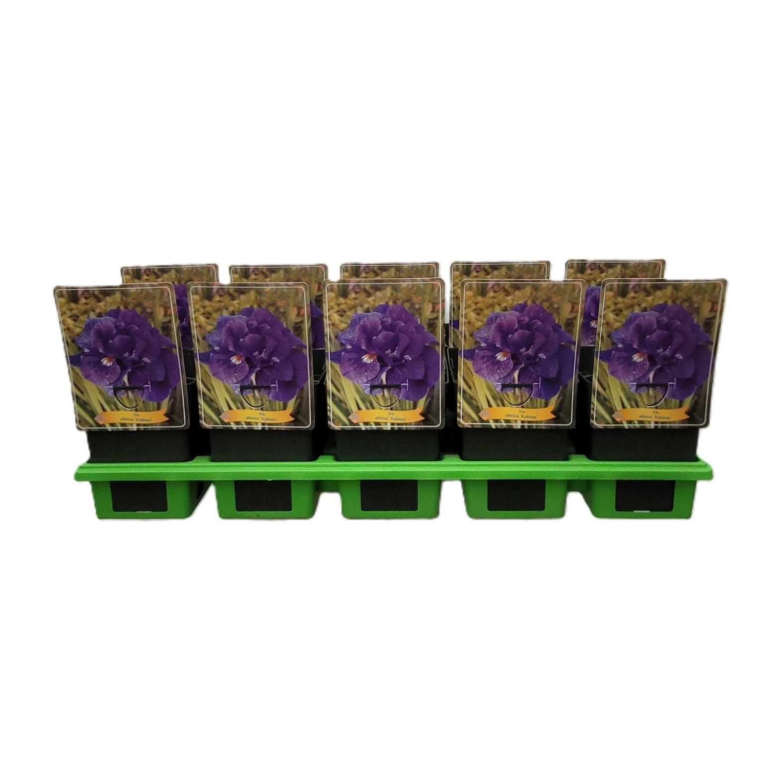 Iris Sibirica 'Kabluey' P11, D 11