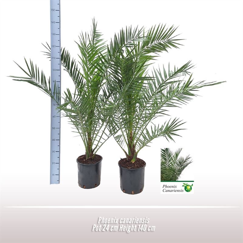 Phoenix canariensis, D 24