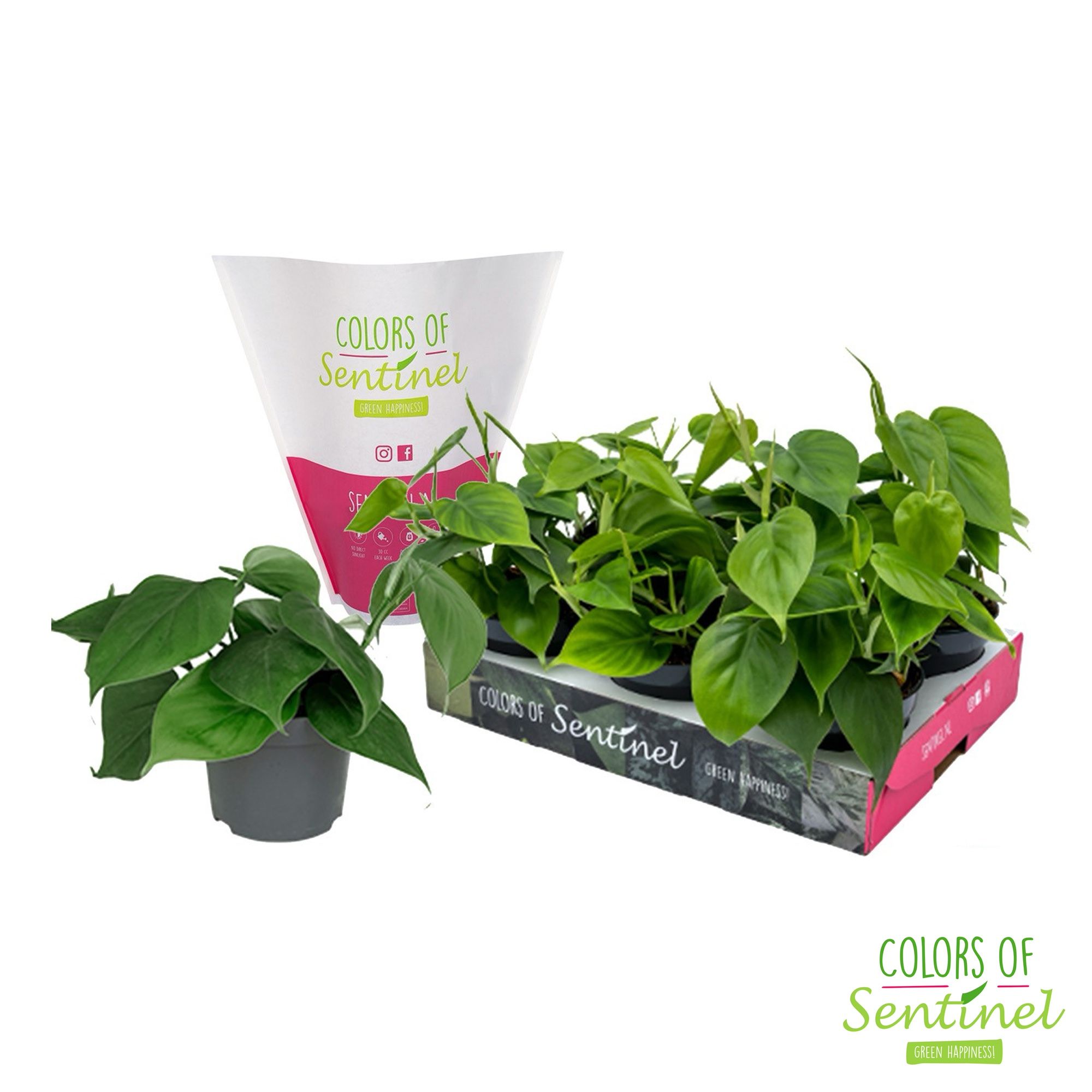 Philodendron Scandens LESS PLASTIC, D 12