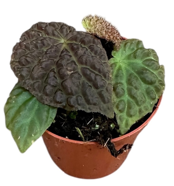 Begonia Ferox, D 8