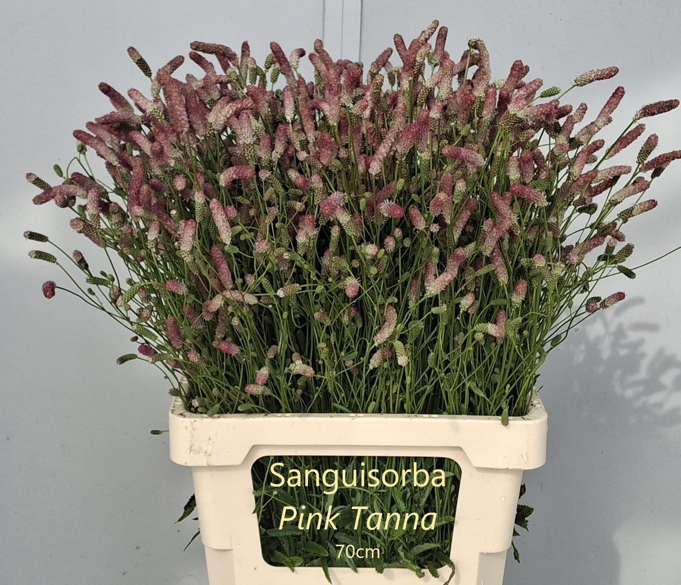 Сангисорба Оффициналис Пинк Танна 70, шт.