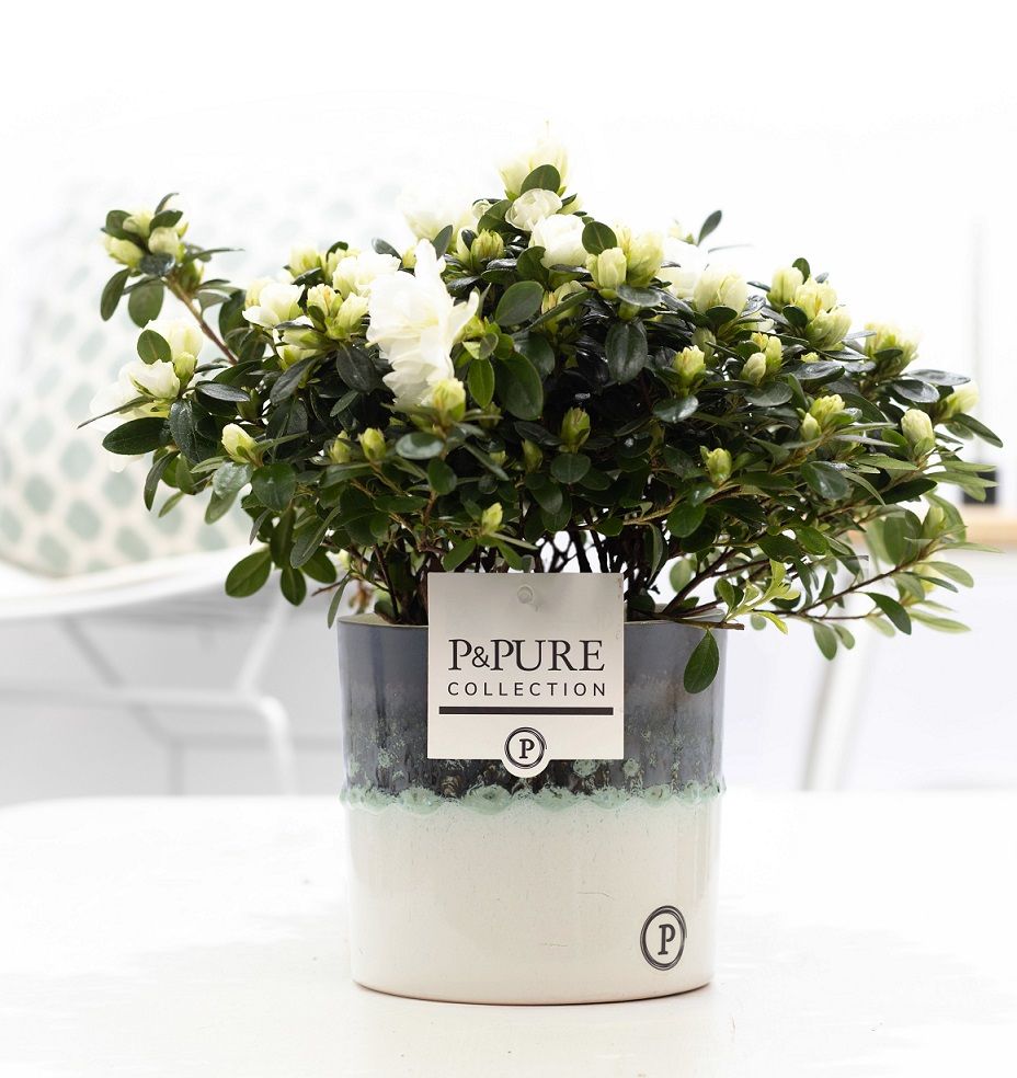 1st class Azalea white in P&PURE Illusion ceramics, D 12