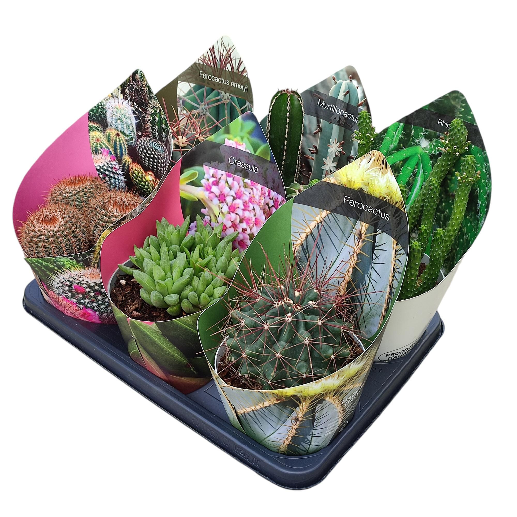 MIX CACTUS AND SUCCULENTS - POT Ø 14 WITH POTCOVER - TRAY 6 PCS (CACTUS EN SUCCULENTEN), D 14