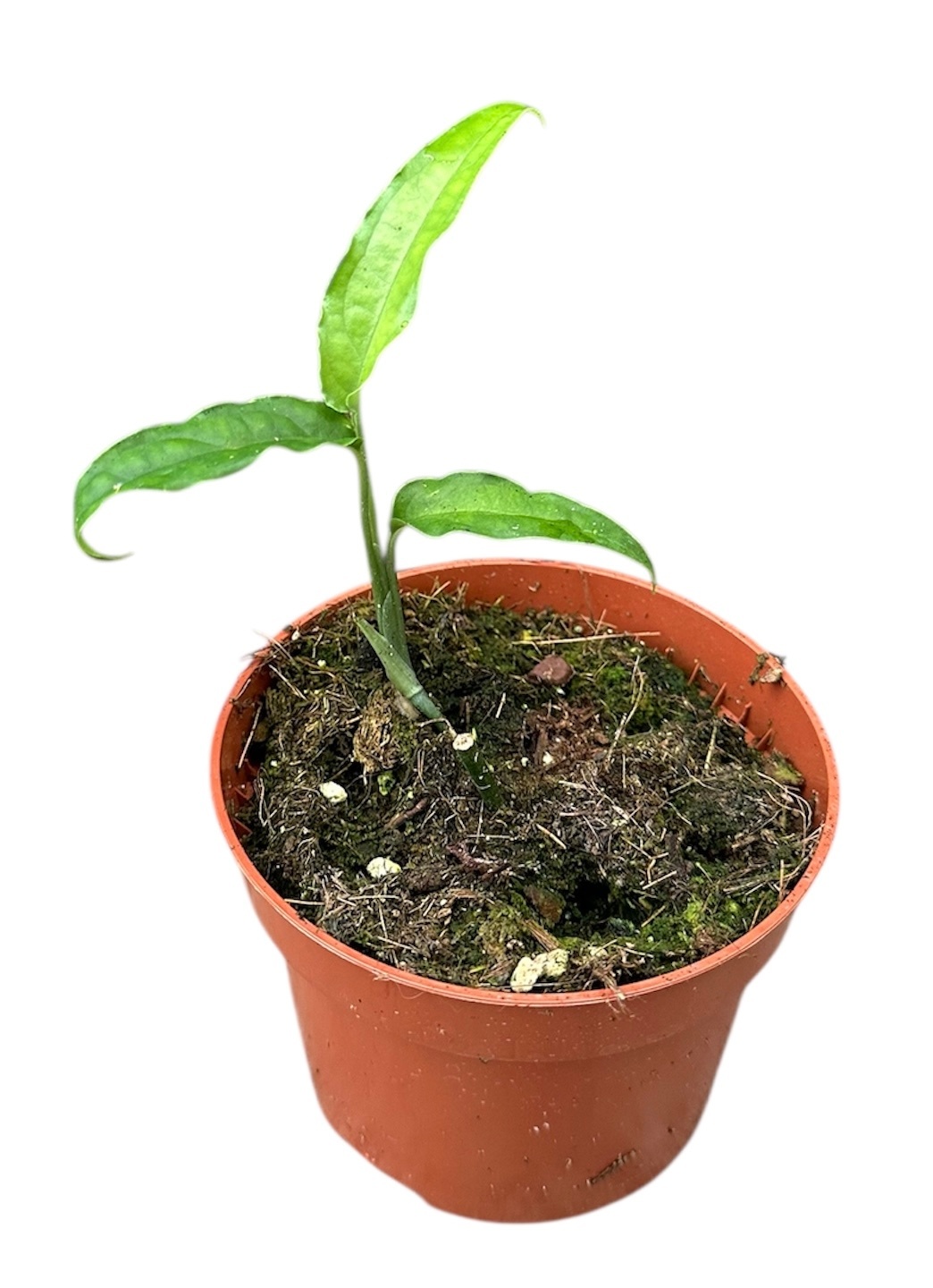 Monstera Obliqua Yasuni, D 10,5