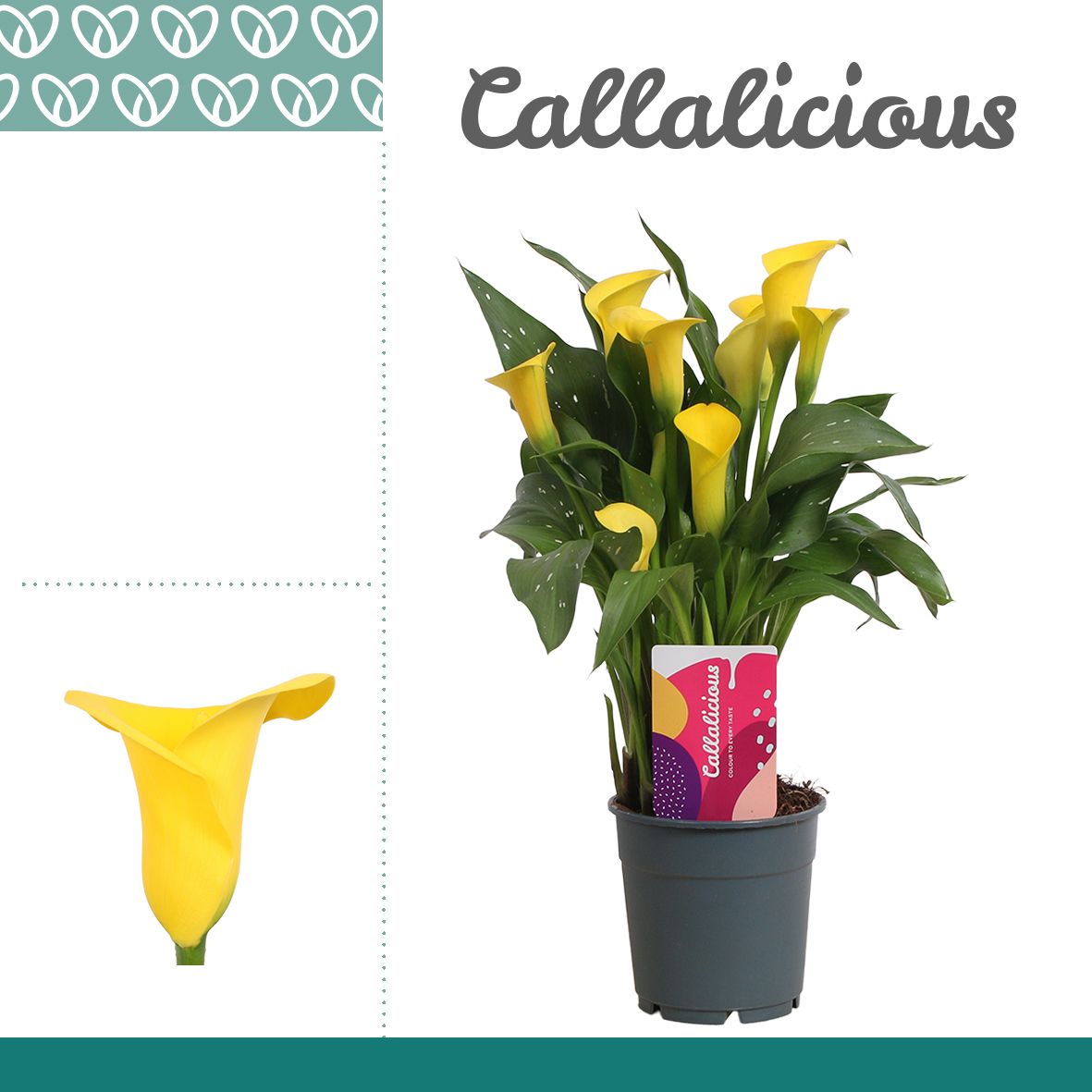 Zantedeschia (Calla) Geel, D 12