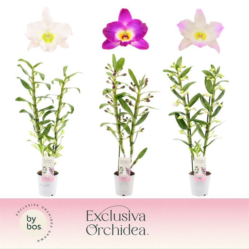 Dendr Nobile p12 mix 2T18+tros long, D 12