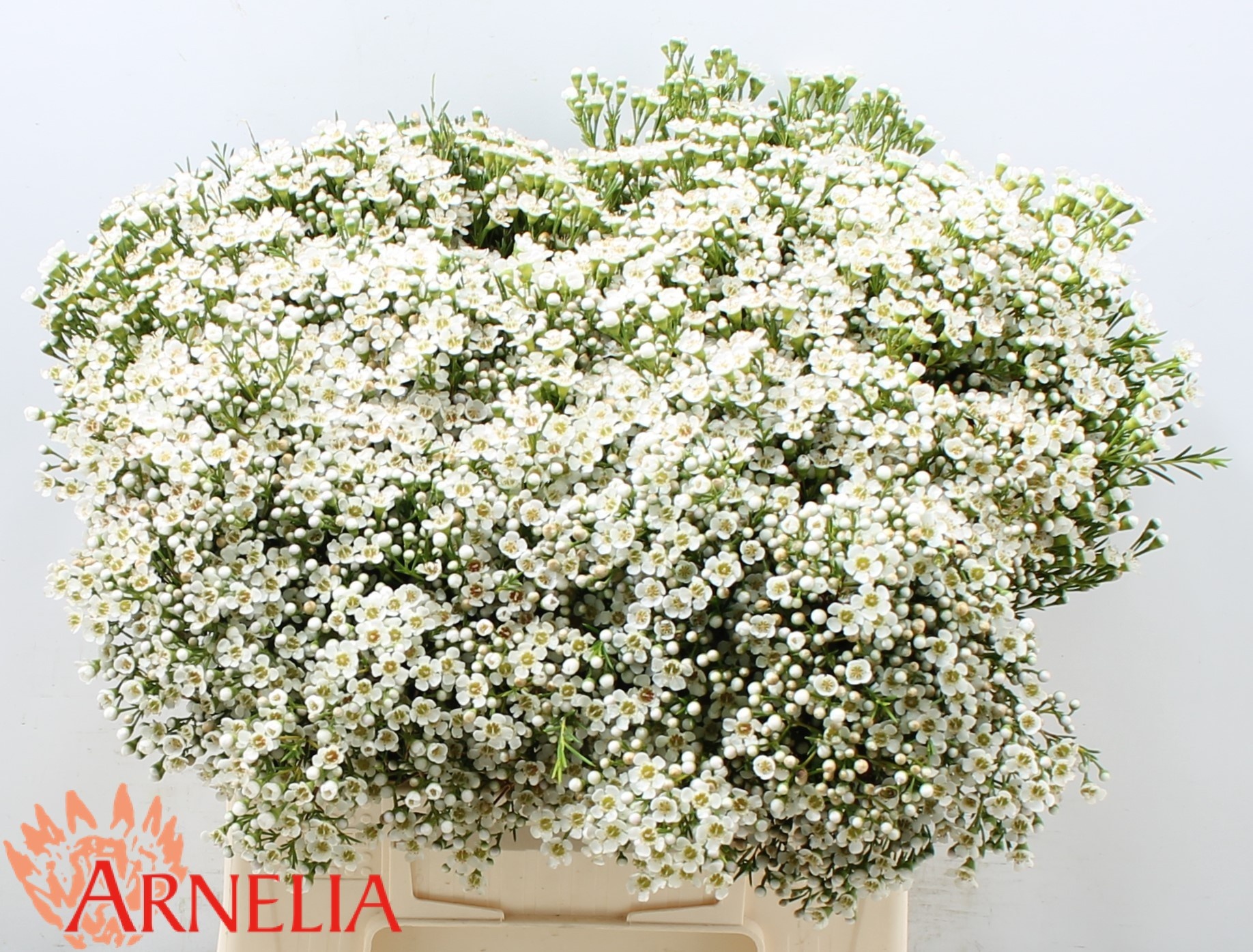 Шамелациум Перл Баттонс 40, шт.