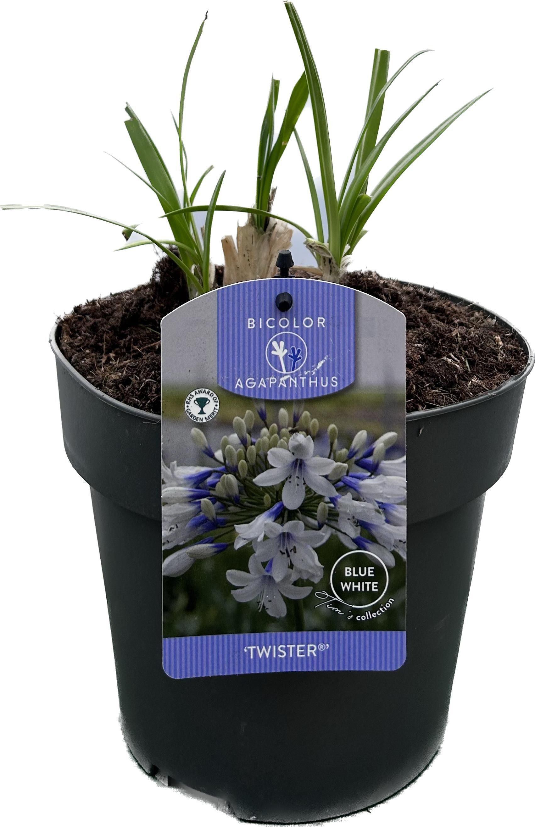 Agapanthus 'Twister' P17 GARDEN, D 17