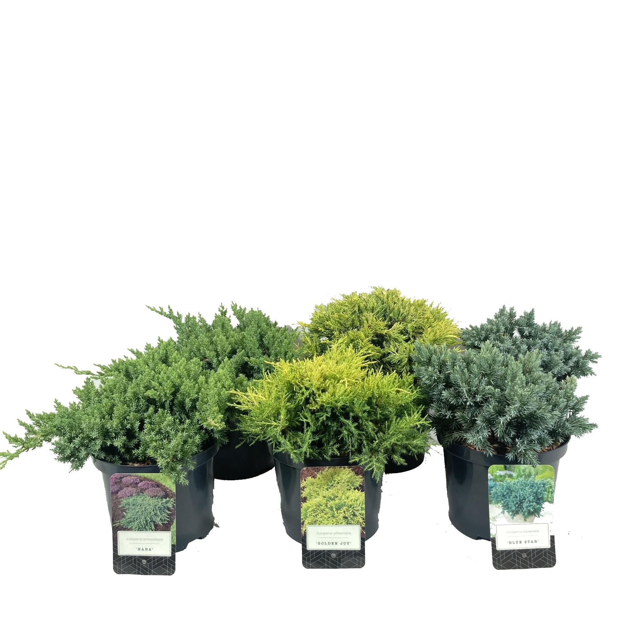 Juniperus mix laag 3x8 stuks C2.5, D 18 cm Juniperus mix laag 3x8 stuks C2.5, D 18 cm