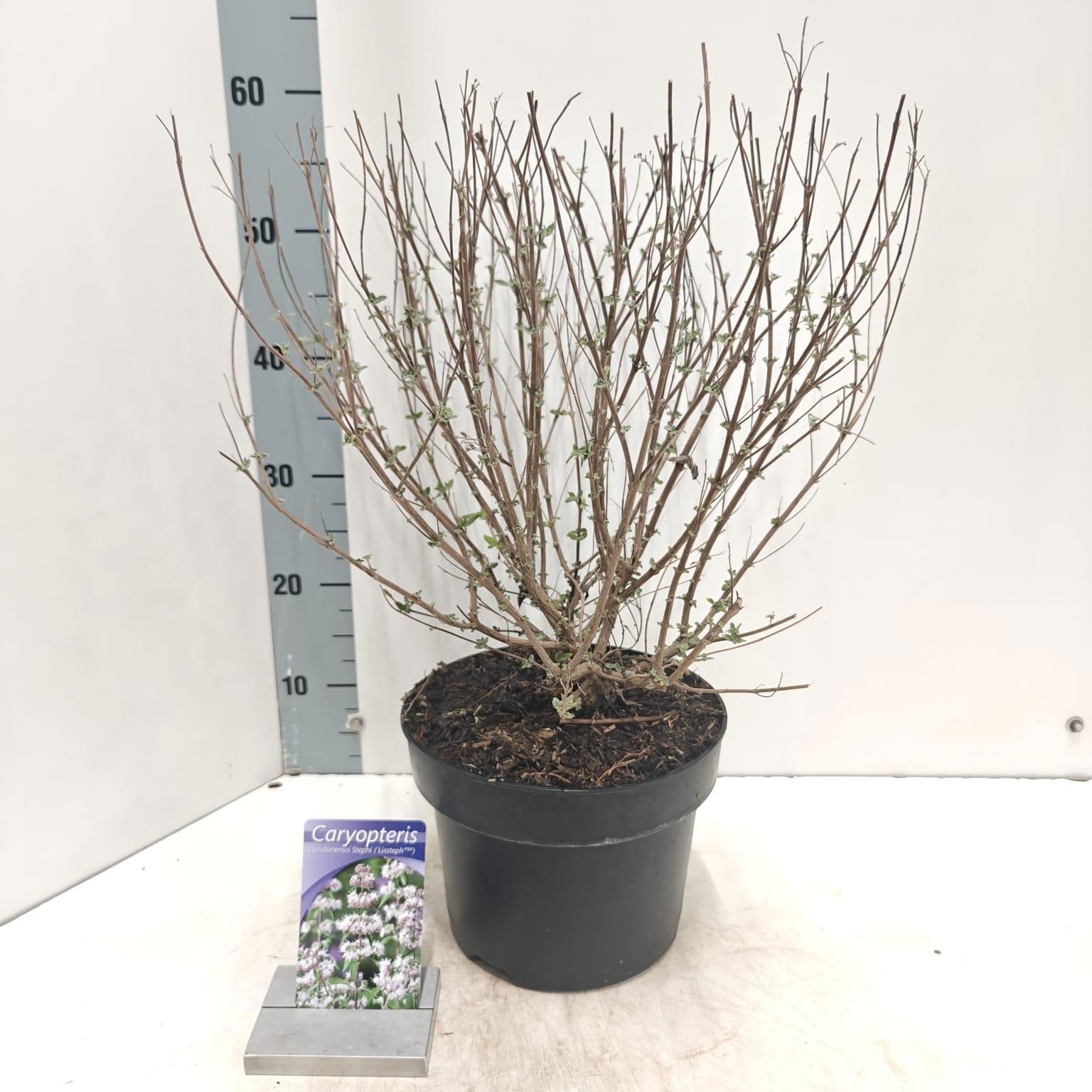 Caryopteris Stephi ('Lissteph'PBR), D 23