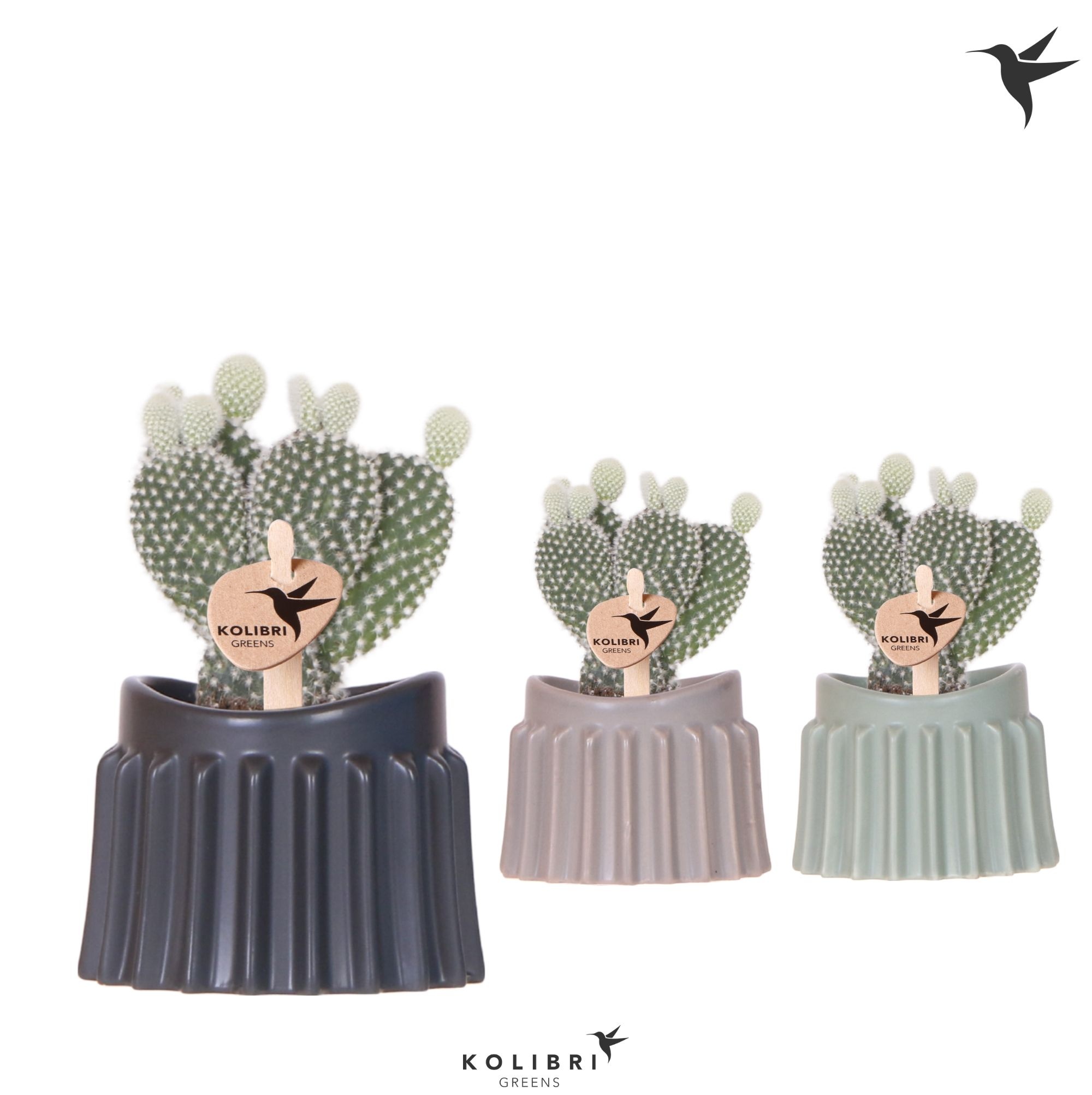 Kolibri Greens Opuntia white in Raw pot mix, D 6 cm