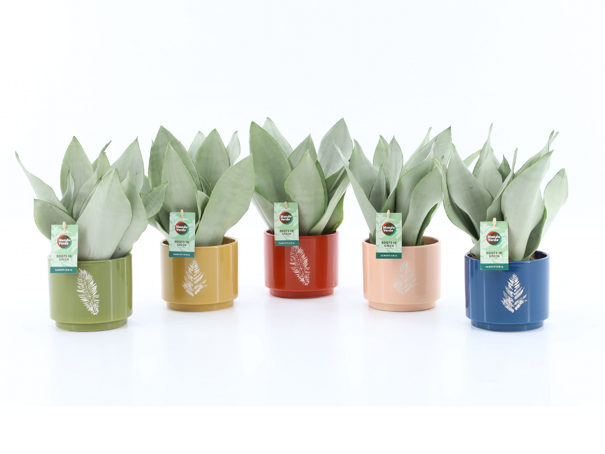 Sanseviera Moonshine in Artistique Keramiek, D 13