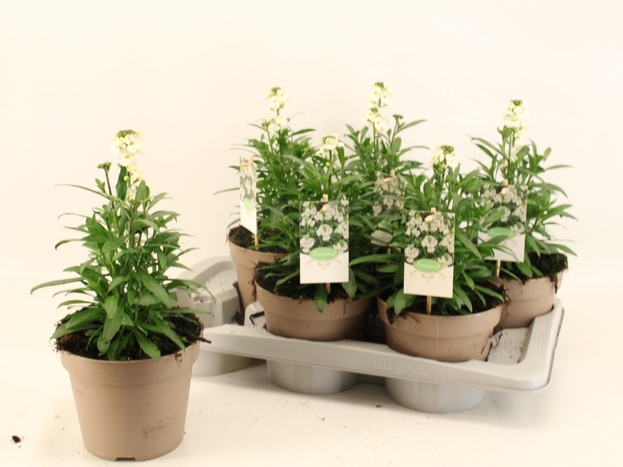 Erysimum Leya White, D 17