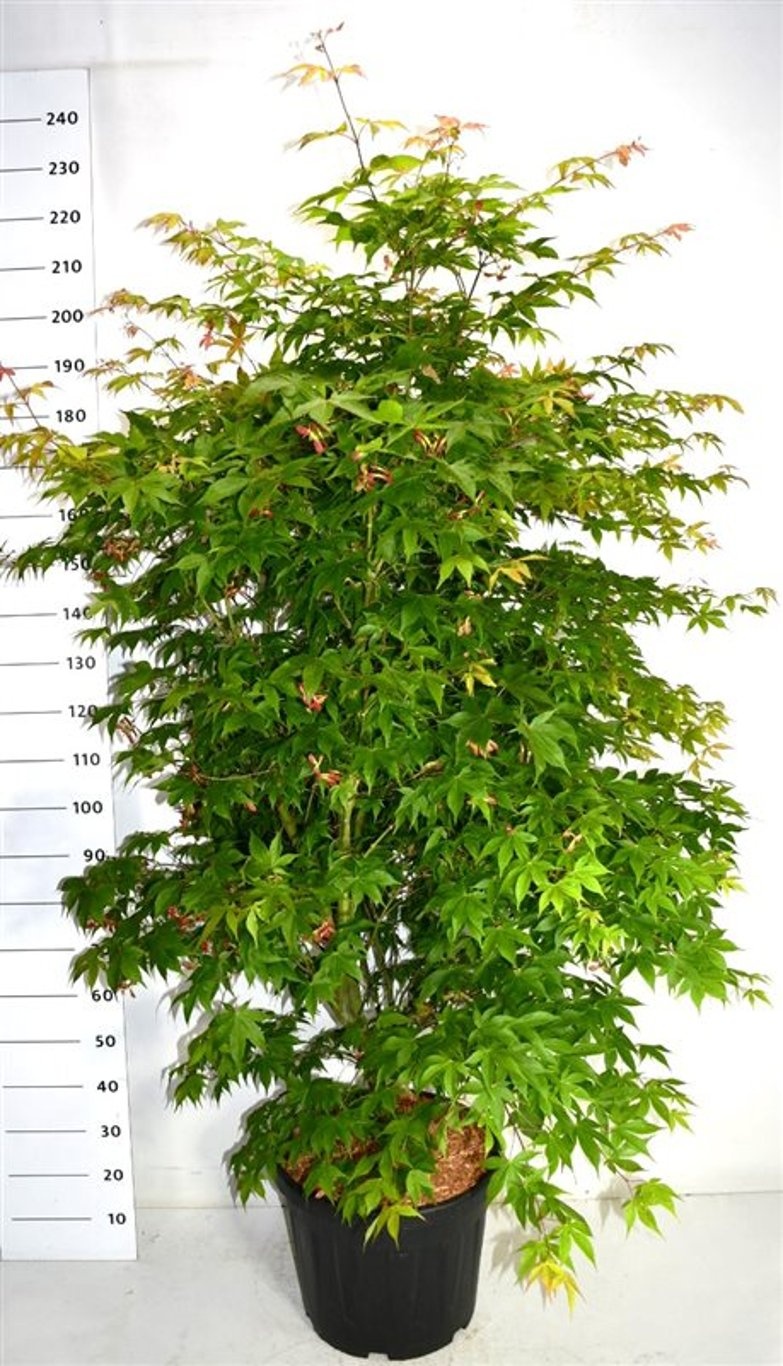 Acer pal. 'Osakazuki', D 48