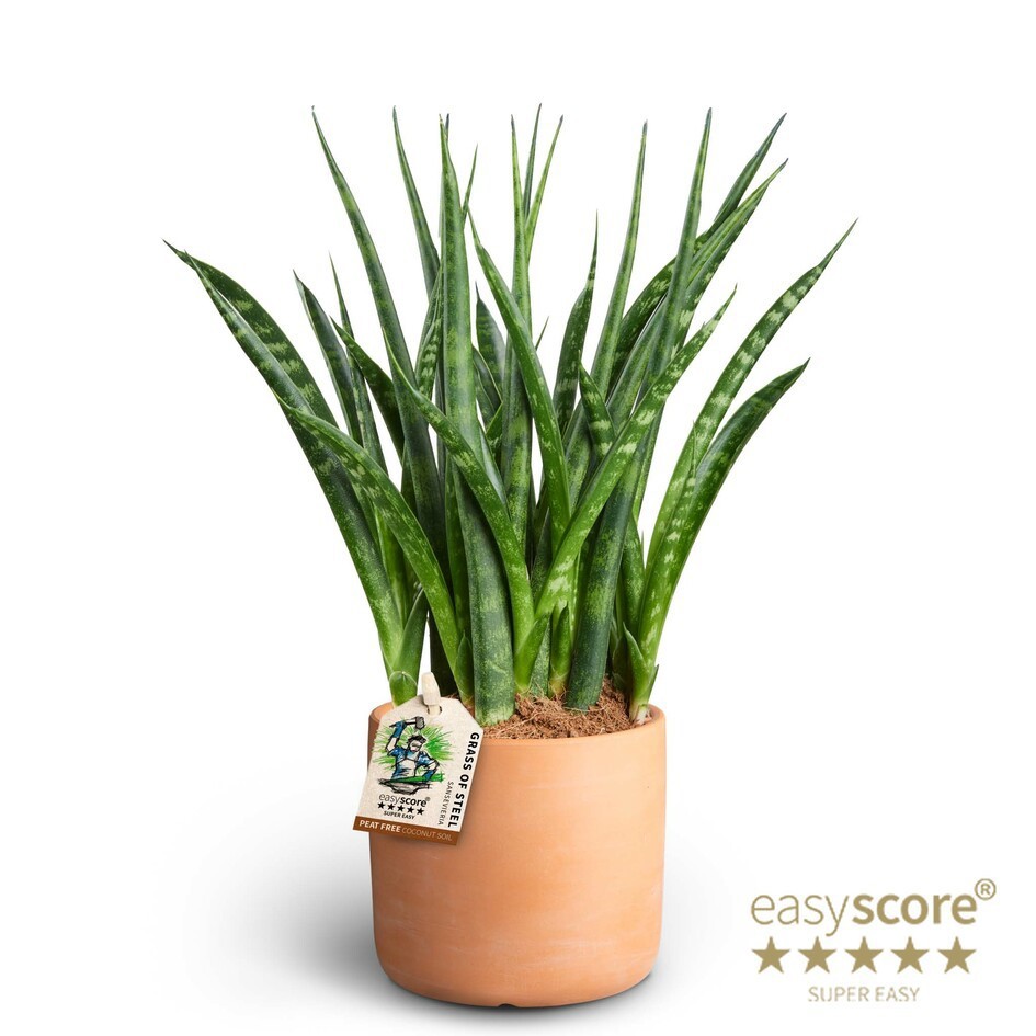 Raw Terracotta, Sansevieria ´Fernwood´, D 10 cm Raw Terracotta, Sansevieria ´Fernwood´, D 10 cm