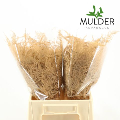 Аспарагус Овериг Крашеный (краш. ) 45, шт.