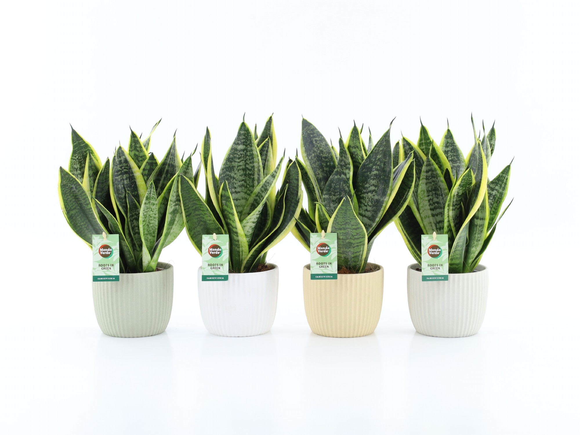 Sansevieria 'Futura Superba' in New Sandy Keramiek, D 13