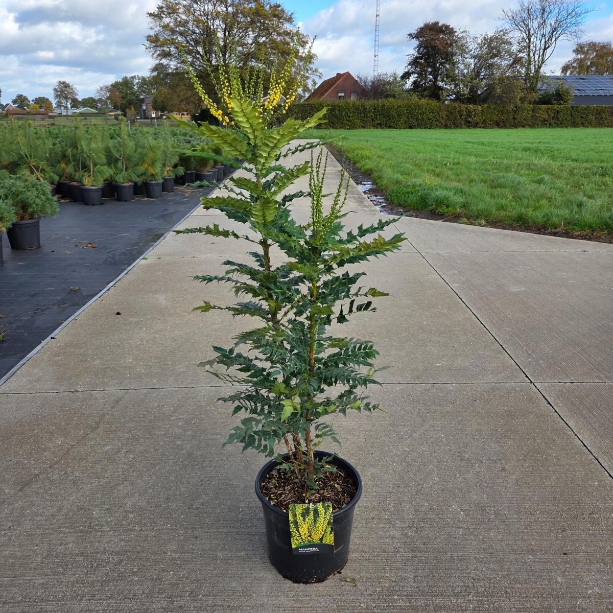 Mahonia media 'Winter Sun', D 40