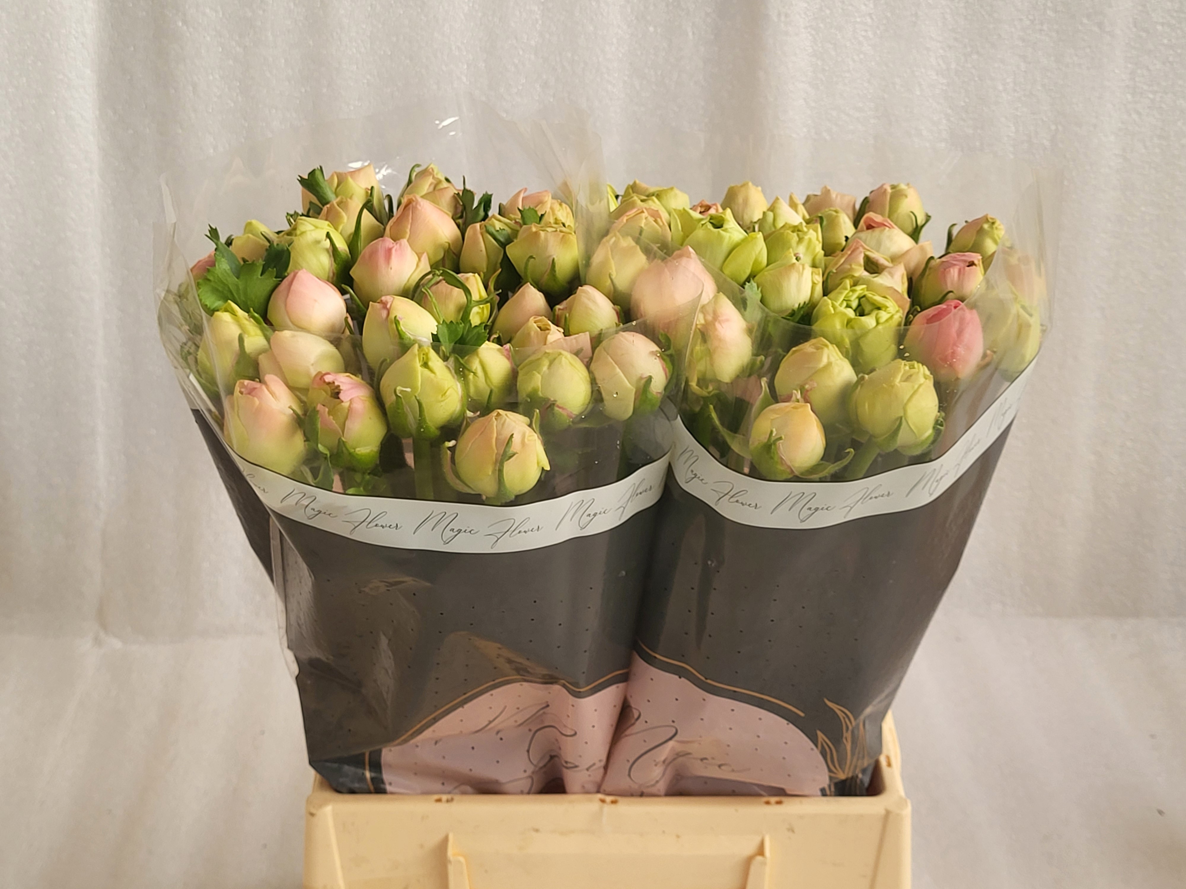 Ранункулус Саксесс Гранд Пастель 35, шт.