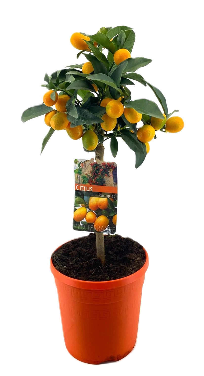 Citrus kumquat, D 21