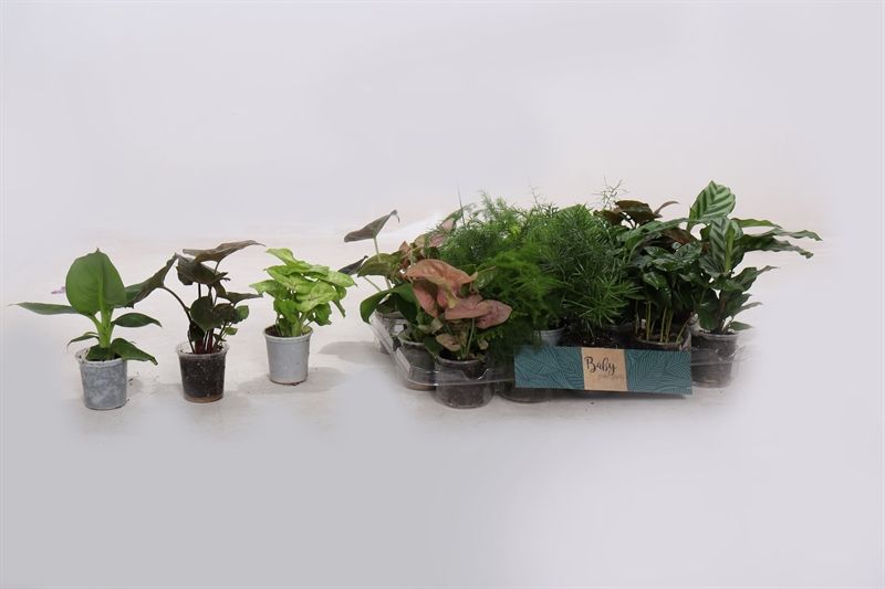 Baby Green p06 mix, D 6