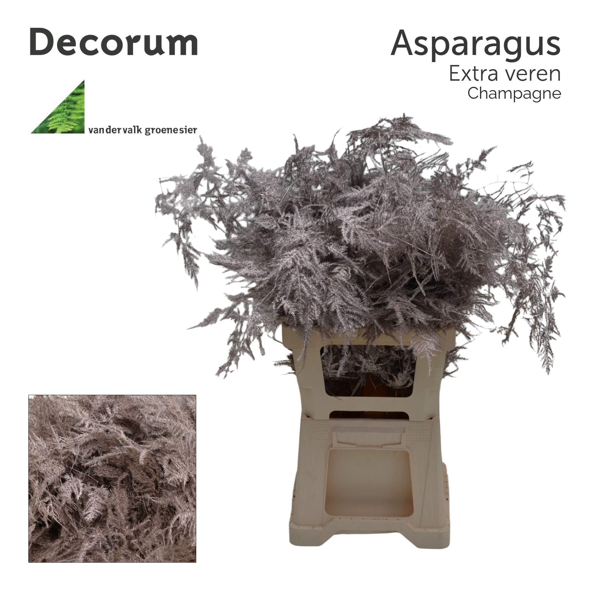 Аспарагус Овериг Крашеный (краш. ) 65, шт.