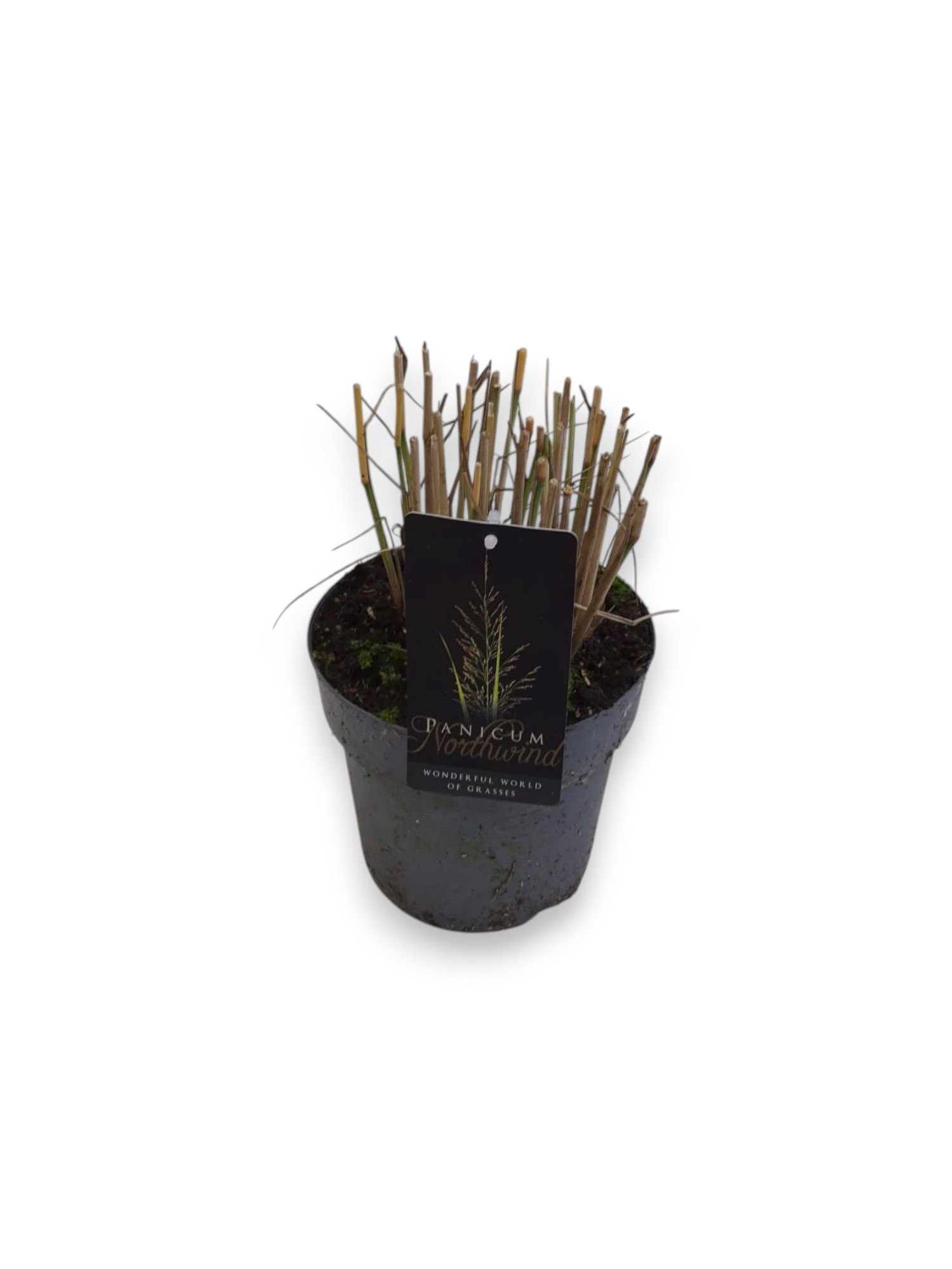 Panicum virgatum 'Northwind' C3/P19, D 19