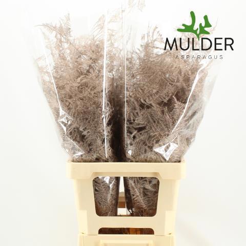 Аспарагус Овериг Крашеный (краш. ) 50, шт.