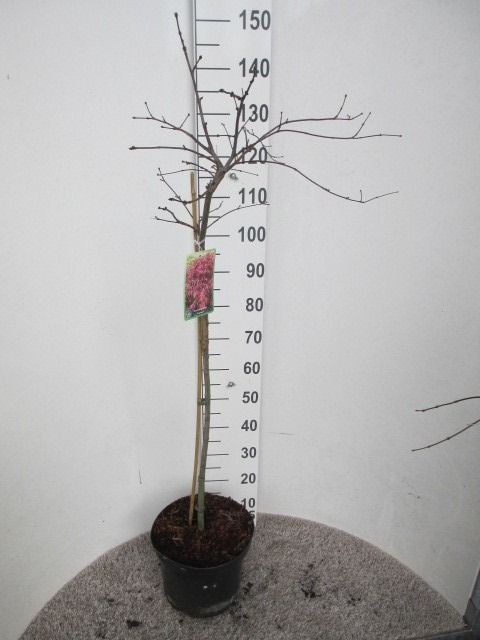 Acer palm. Garnet 80st. P28, D 28