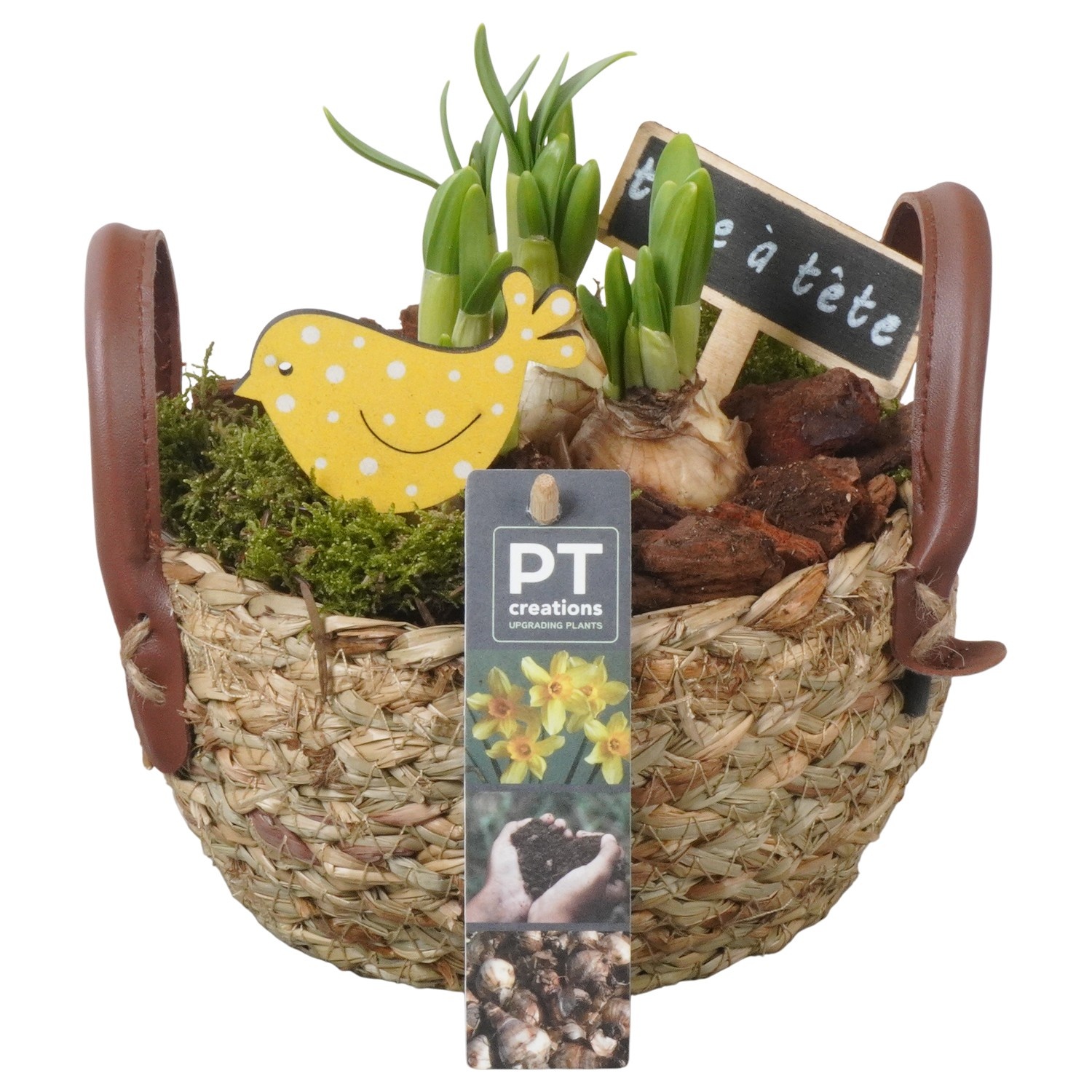 PTN8617 Arrangement Narcissus in rieten mand, D 15