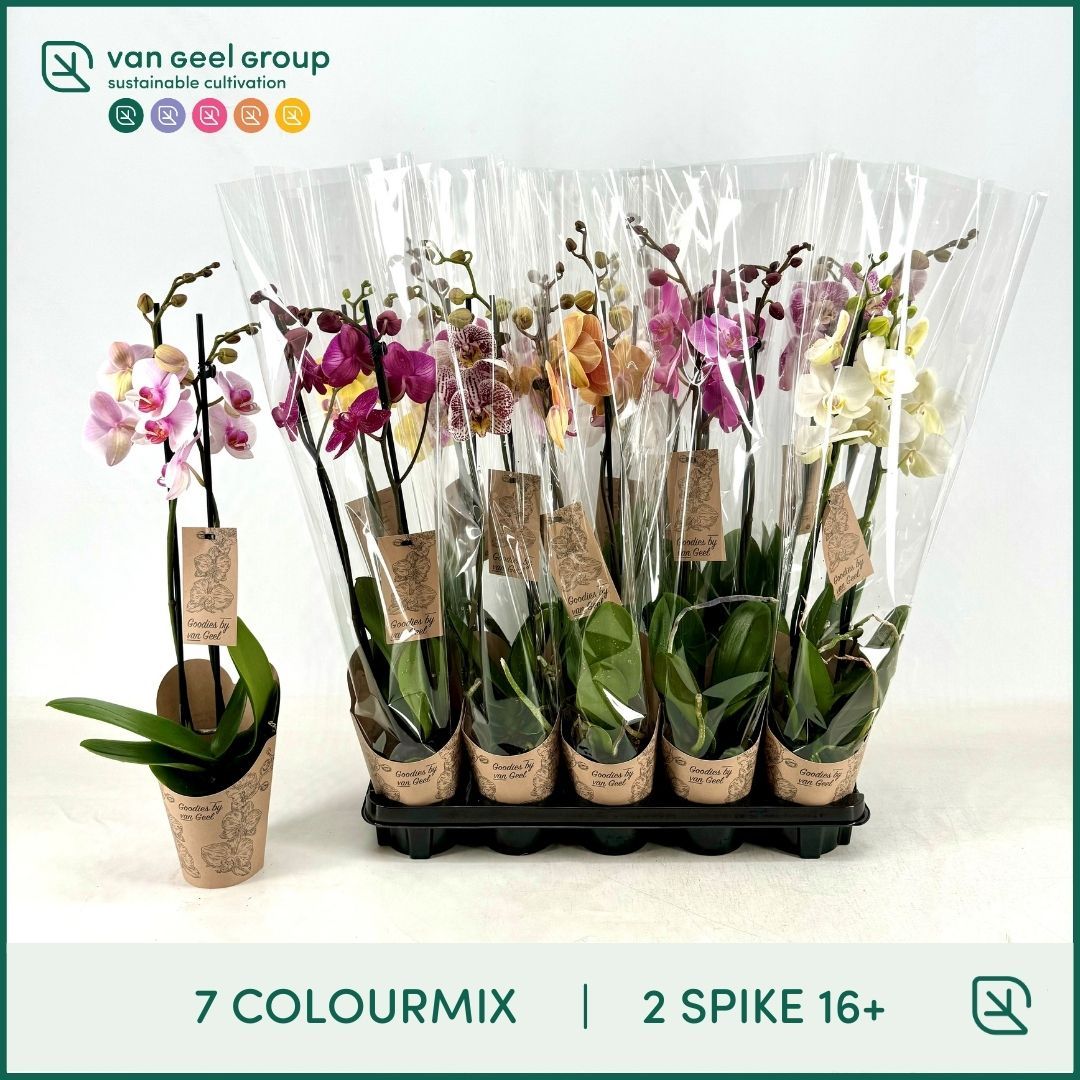 Goodies, 2tak 16+, 7 colourmix, D 12