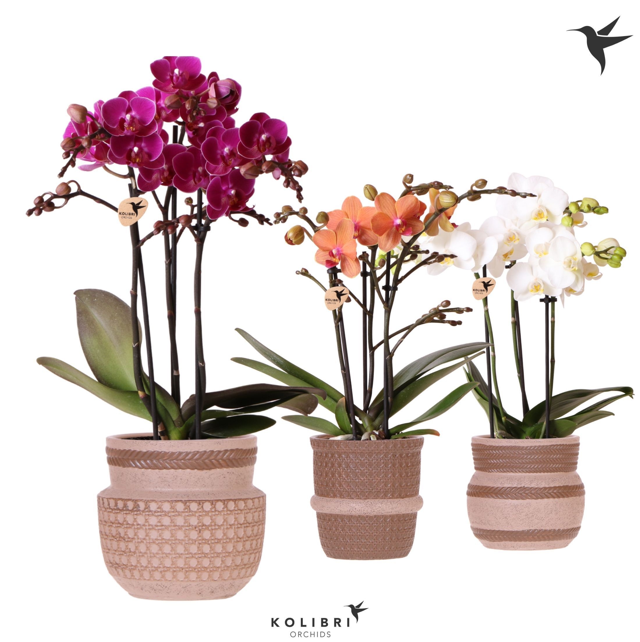 Kolibri Orchids Phalaenopsis mix 3 spike in Ethnic pot sand mix, D 9