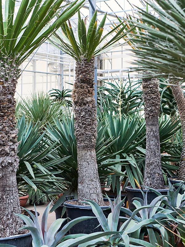 Yucca carnerosana, D 62