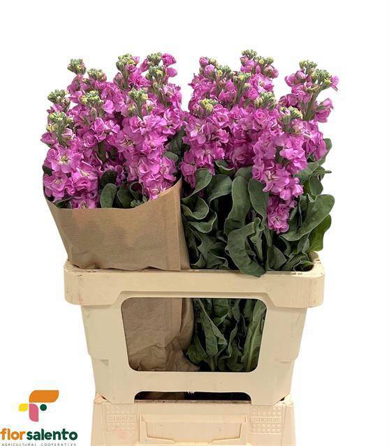 Маттиола од. Айрон Пинк 65, шт.