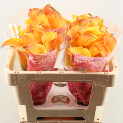 Калла Кэптен Одеон 50, шт.