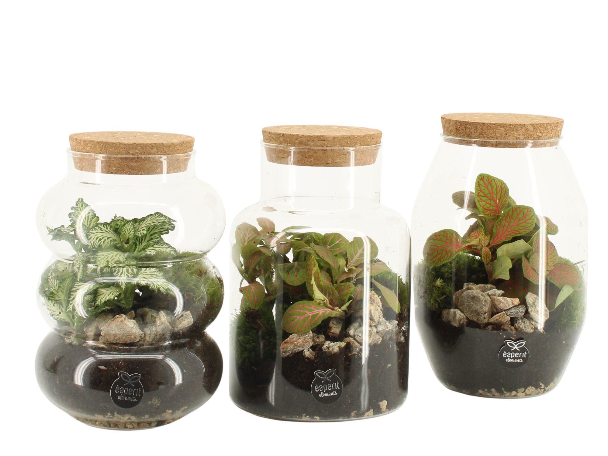 90709: Terrarium arrangement, D 12