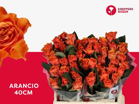 Роза од. Аранчио 40, шт.