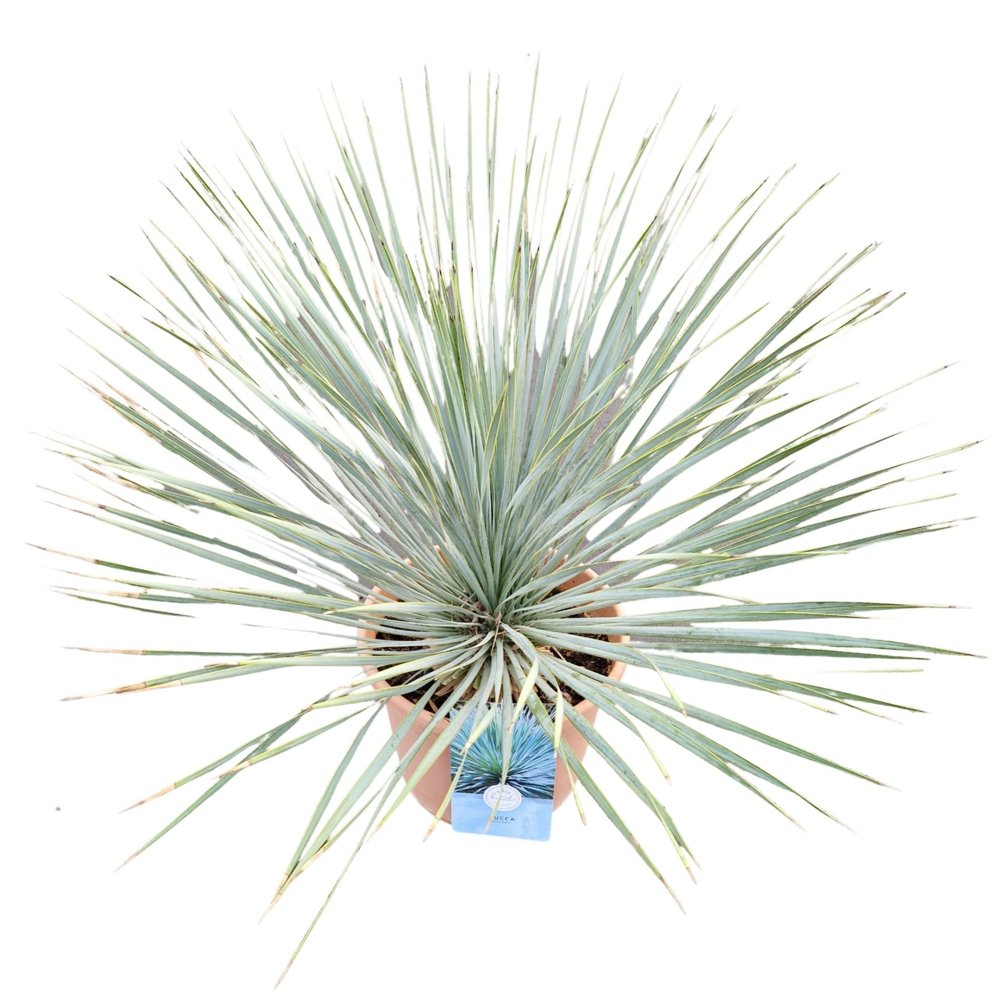 Yucca Rostrata, D 29