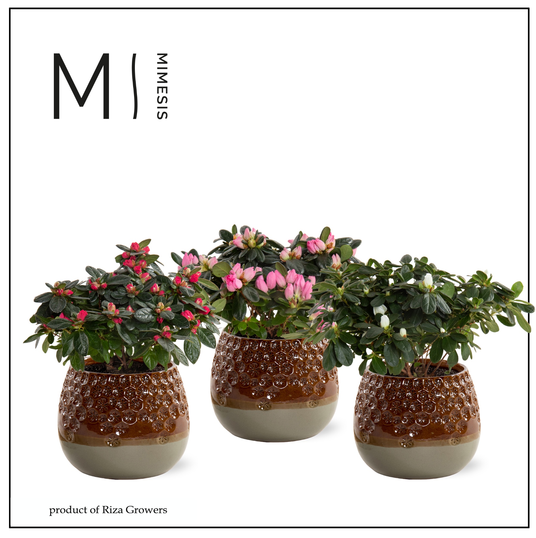 Azalea Mix - 13 cm in Bente - Nature Love, D 13
