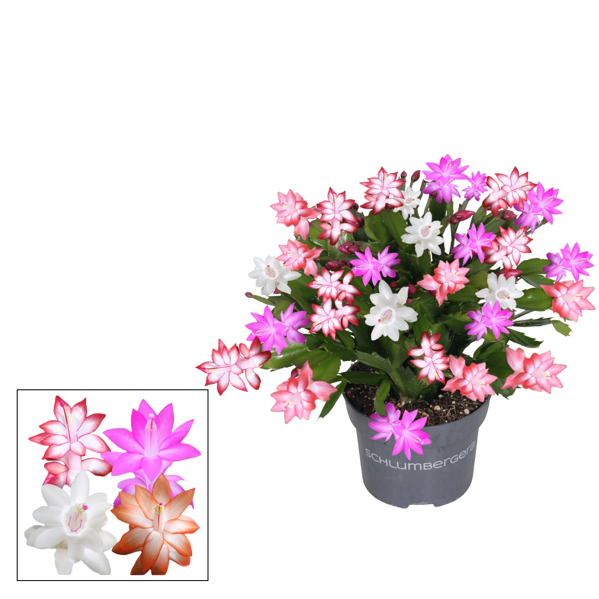 Schlumbergera - 13 cm - Quattrolore, D 13
