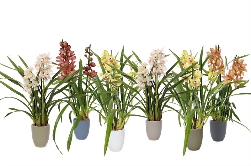 Hugo p12 nature mix Cymbidium mix 2T10+, D 12 cm