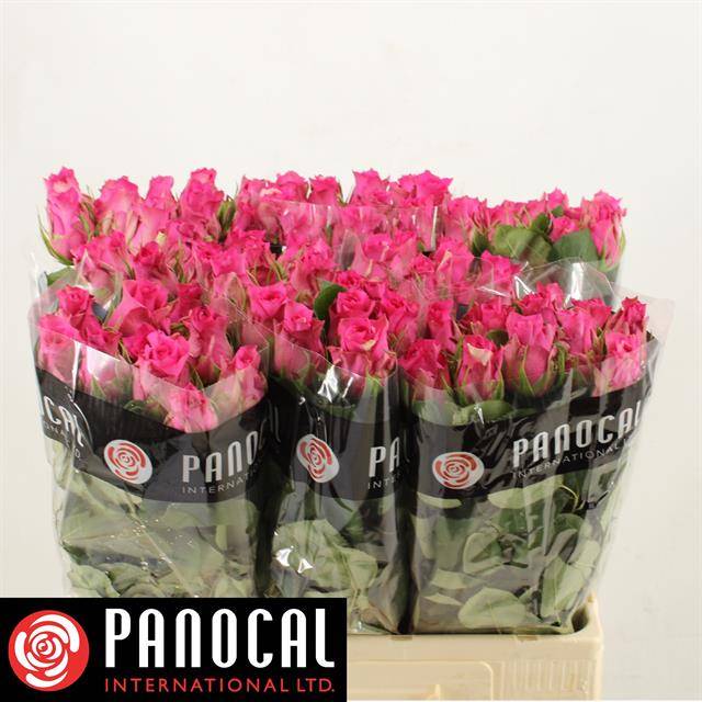 Роза од. Пинк Судоку 60, шт.