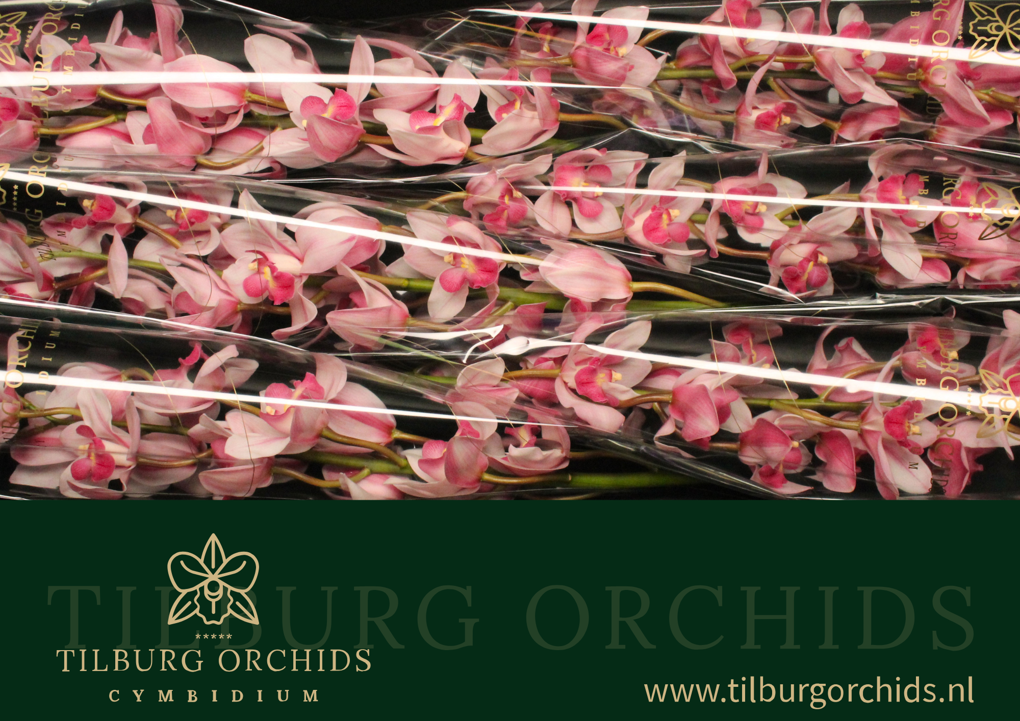 Цимбидиум Эрли Шарм x6 80, шт.