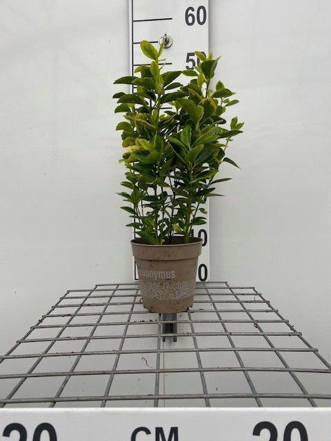 534 LDW : Pot 13 Euonymus 'Emerald n' Gold H 40/50 cm, D 13