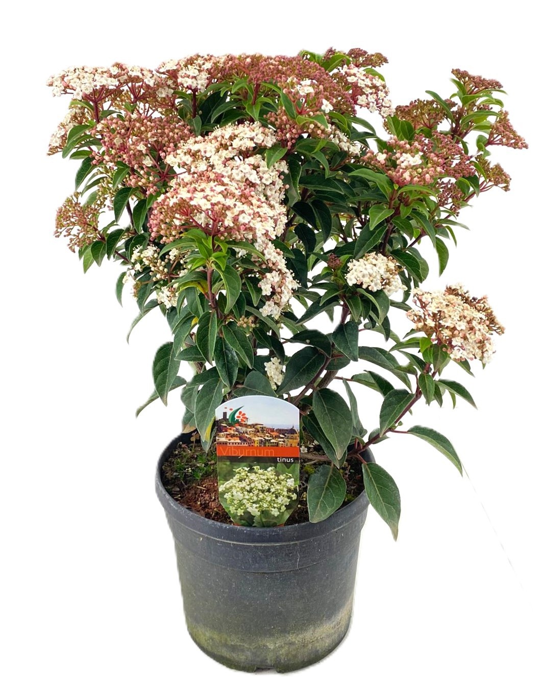 Viburnum tinus, D 19