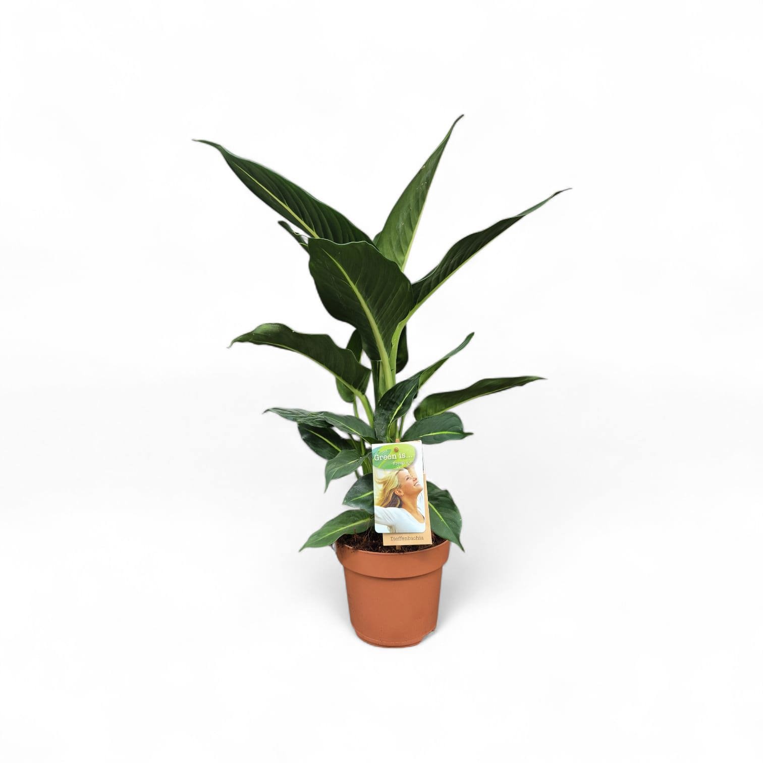 Dieffenbachia Green Magic, D 17