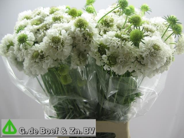 Скабиоза Фокал Вайт Скуп 65, шт.