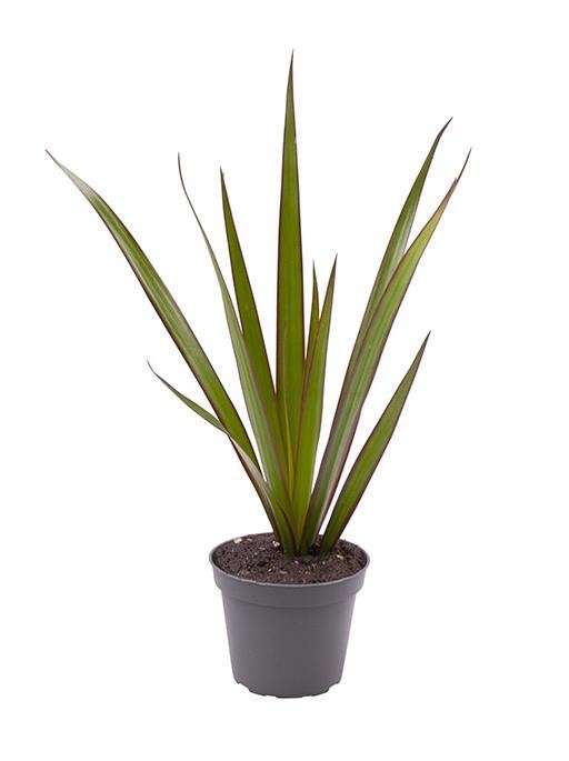 DRACAENA MARGINATA, D 6 cm