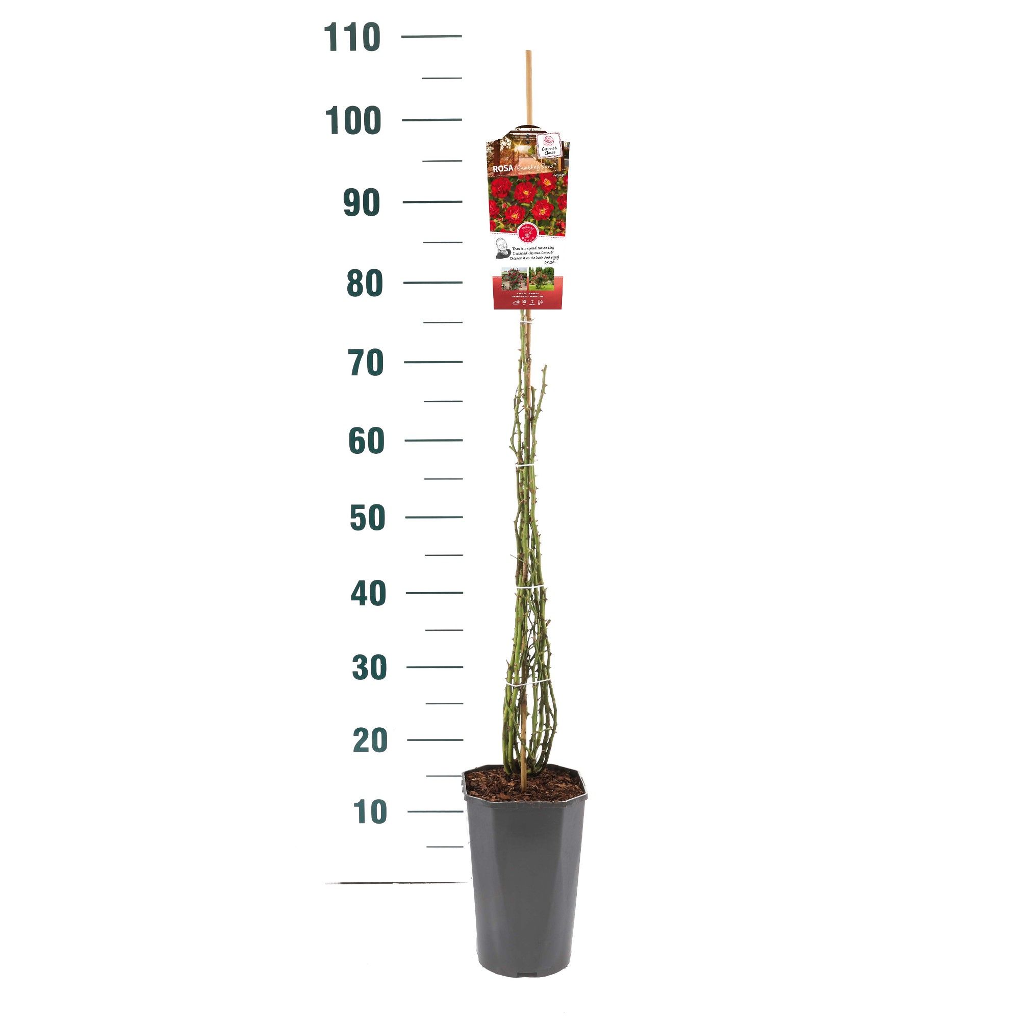 Rosa 'Rambling Rosie' - Klim - C3rp - Rambler, D 19