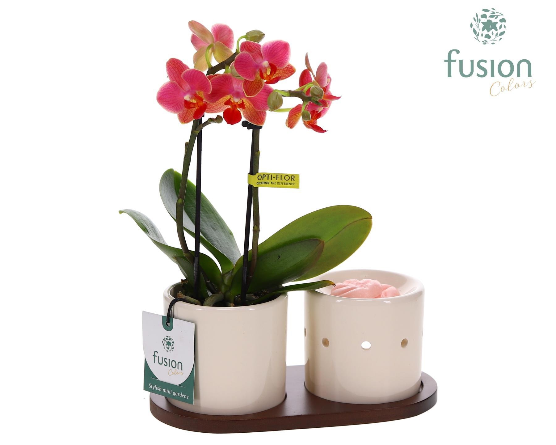 Fusion Scents keramiek Gift set plankje met Phalaenopsis, D 20